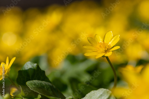 Bright Yellow Flower in Sunlit Meadow With Green Leaves and Soft Background, ...