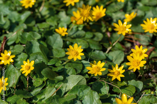 Bright Yellow Flowers With Green Leaves In A Lush Garden Bed