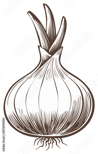 Vintage engraving style illustration of a single onion bulb with sprouts and roots