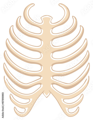 Anatomical illustration of a human rib cage, isolated on white