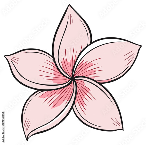 Pink Plumeria Flower Illustration Tropical Blossom Artistic Hand Drawn Frangipani Design Element