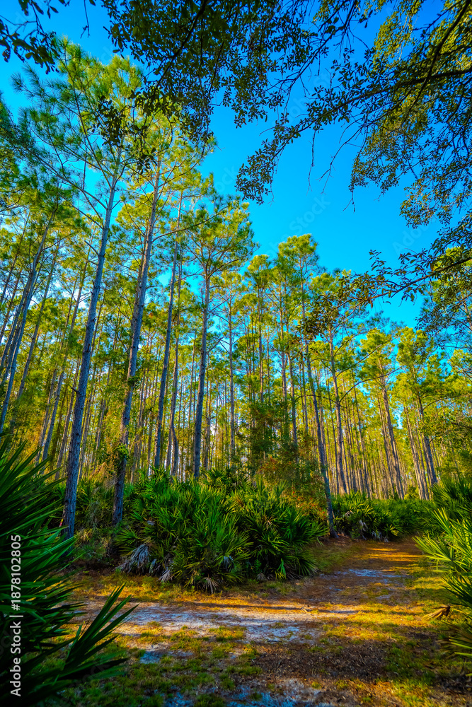 Obraz premium Dirt Path Through Pine Forest Under Bright Blue Sky