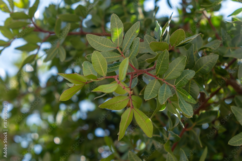 Fototapeta premium Mastic tree foliage background, Pistacia lentiscus shrub leaves at Chios island, Greece