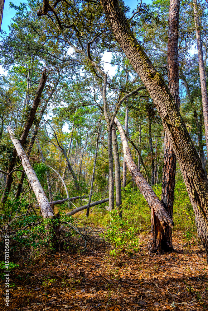 Obraz premium Natural Forest Scene With Curved Trees and Green Foliage