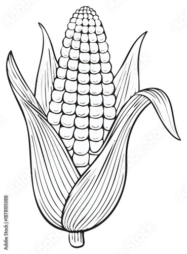 Corn cob with leaves and husk detailed line art illustration agriculture