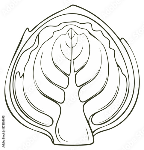 Stylized line art illustration of a fresh cabbage cross-section, showing internal leaf structure