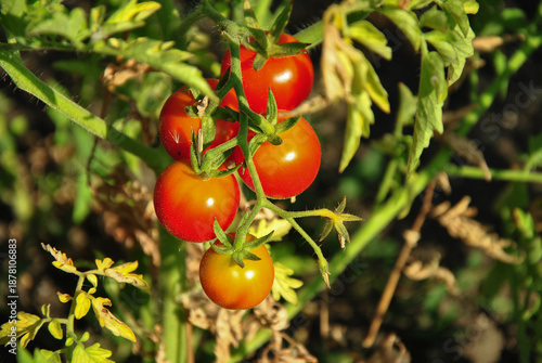Organic tomatoes ripening on the vine in a greenhouse under bright sunlight. Close-up of red tomatoes on a bush, summer harvest concept. 