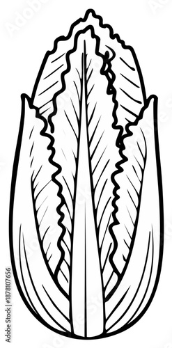 Outline Illustration of Napa Cabbage Leaves for Design Elements or Coloring Book Pages