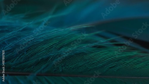 Close up of vibrant blue and green peacock feathers texture detailed plumage pattern