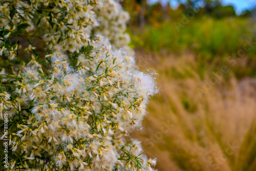 Close Up of White Wildflowers with Copy Space Background