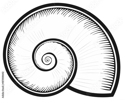 Elegant monochrome illustration of a sea shell with spiral shape and intricate line work in a vintage aesthetic