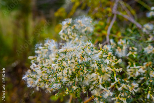White Wildflowers with Soft Green Nature Background