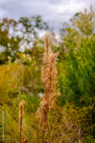 Dry Grass Plant with Soft Blurred Nature Background