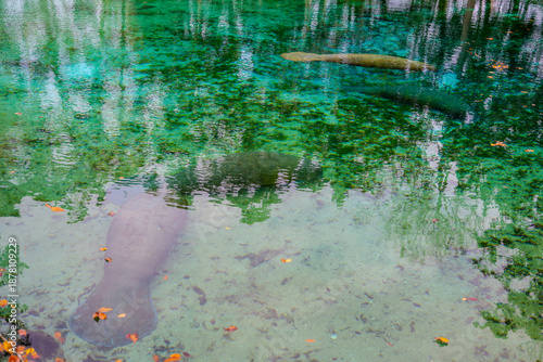 Manatees Swimming in Crystal Clear Spring Water
