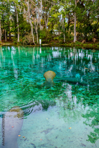 Crystal Clear Freshwater Spring with Manatees in Natural Habitat