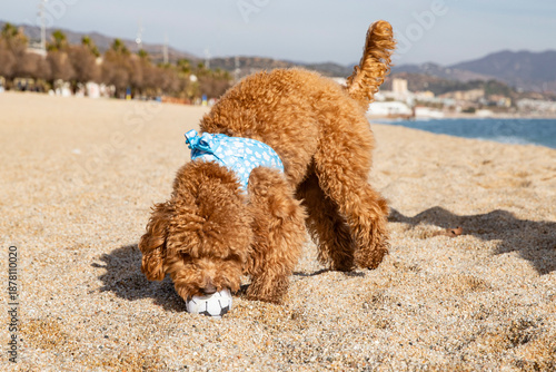 poodle wearing harness on beach