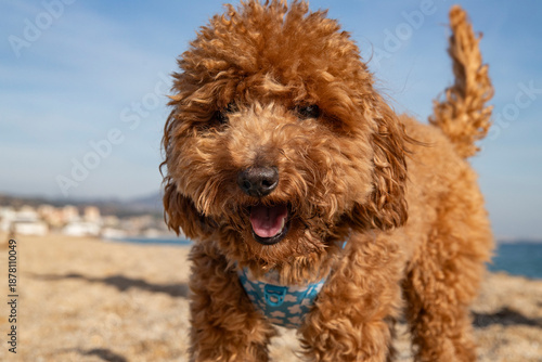 Portrait of a red dog walking near the sea. A cute toy poodle.