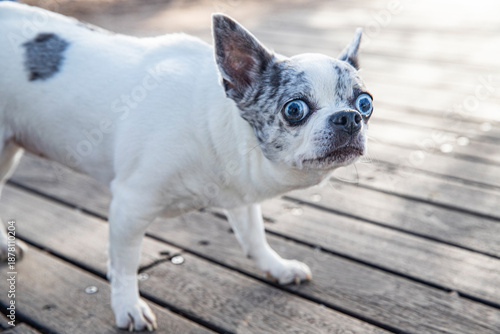 Portrait white chihuahua with spots on wooden boardwalk. The dog has blue eyes