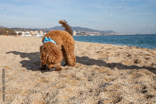 small dog on sand near water. Text space and dog poodle