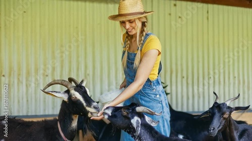 woman feeding goats in shed, wearing straw hat and denim overalls, braided hair, gentle hand feeding, black goats with horns,
