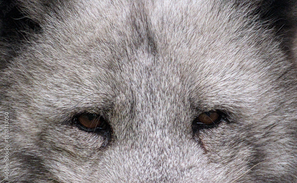 Obraz premium Beautiful potrait and details of a polar fox with a cute face