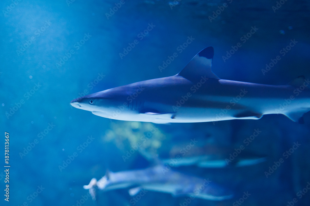 Obraz premium Sharks swim in an aquarium filled with blue water