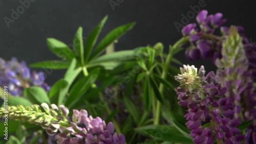 Lupine flowers. Bouquet of purple and pink buds plant