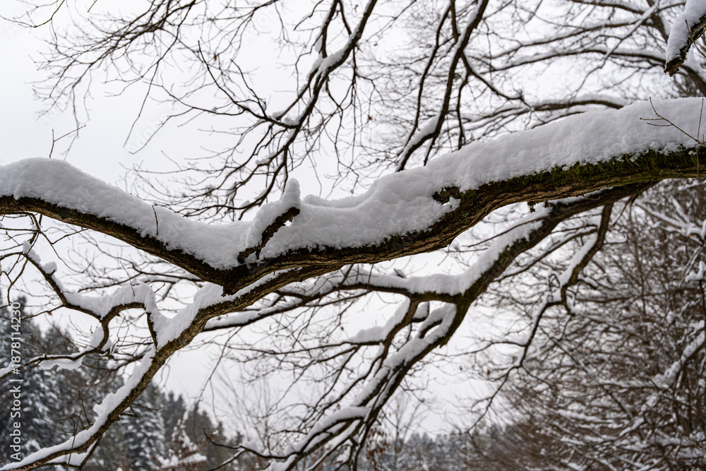 Obraz premium Snow-covered branches of trees create a serene winter scene, showcasing nature's beauty in a quiet forest. The gray sky adds to the tranquil atmosphere of the snowy landscape.