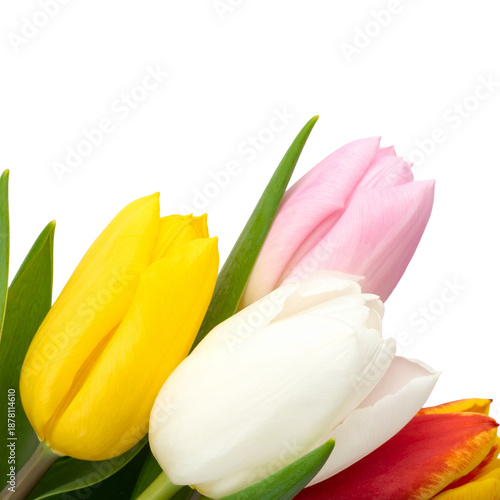 Beautiful bouquet of pink, white, and yellow tulips. Fresh and natural flowers perfect for spring gifts and Easter.