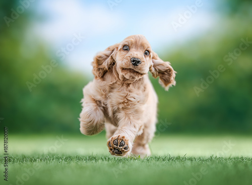 Cute cocker spaniel puppy running towards camera on green grass outdoors. Happy playful dog, motion, energy and active lifestyle concept with copy space.