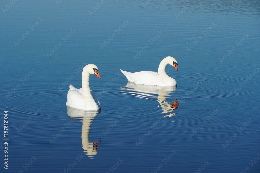 Obraz premium A pair of white swans swim next to each other on a lake.
