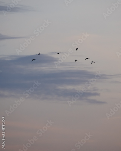 Wallpaper Mural Minimalist photo of birds in the sky Torontodigital.ca