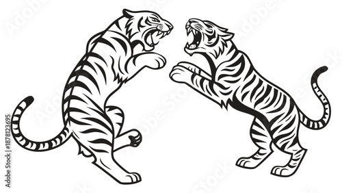 Two fierce tigers in a dynamic black and white illustration are facing each other displaying aggression
