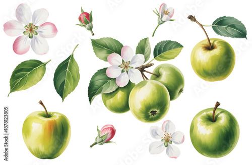 Fresh green apples with floral details. Watercolor illustration with  apple flowers, leaves and green apples branch. 