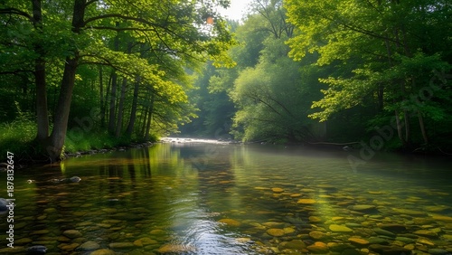 morning in the forest