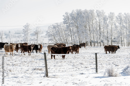 A herd of cattle grazing in harsh weather