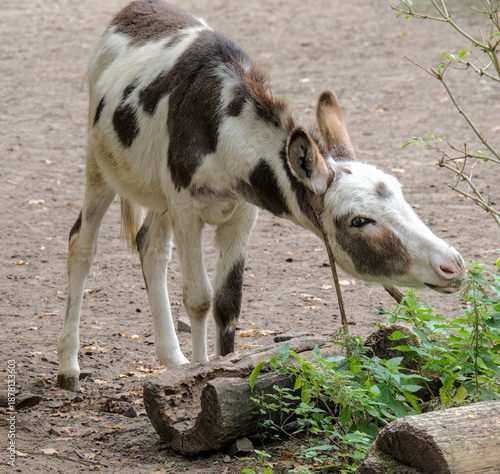 A cute brindled donkey makes funny poses and faces