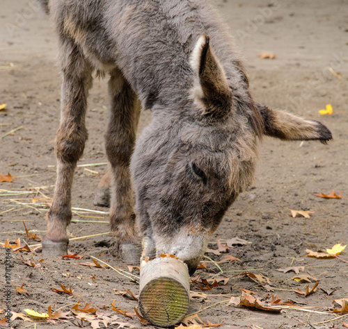 awesome donkeys are grooming and rubbing themselves