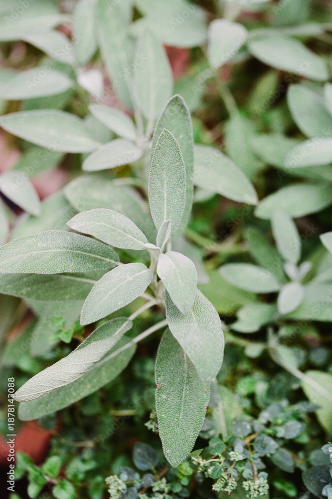 Fototapeta premium Green leaves grow in a garden bed with sunlight shining down on them in the summer afternoon