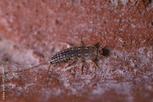 Detailed macro of a Common Silverfish Lepisma saccharina in a fixed position, close-up of a grey primitive wingless insect highlighting its three tail-like appendages and sensory antennae. Natural env