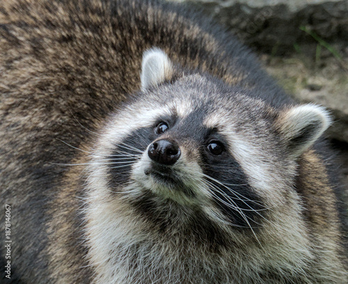 portrait of a cute racoon with a beautiful face mask
