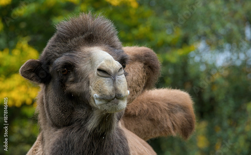 beautiful portrait of a brown camel