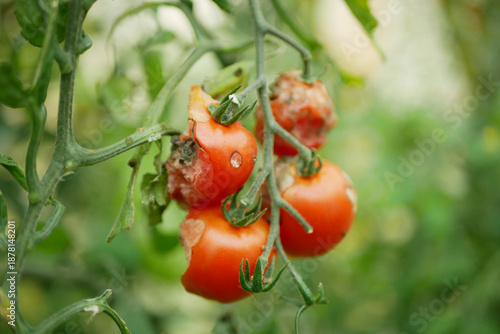 фотографія Rotten Phytophthora infestans tomato Solanum lycopersicum late blight with severe decay, mold and fungi anthracnose