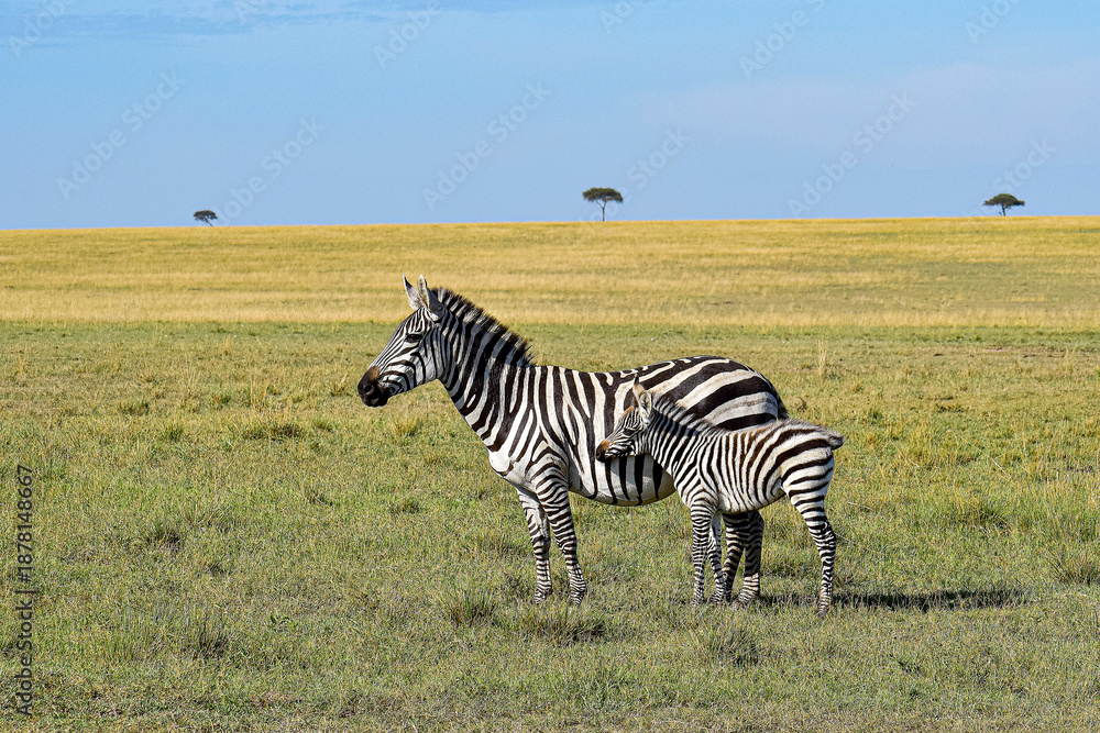 Obraz premium Zebra mother with foal in African savanna, Kenya