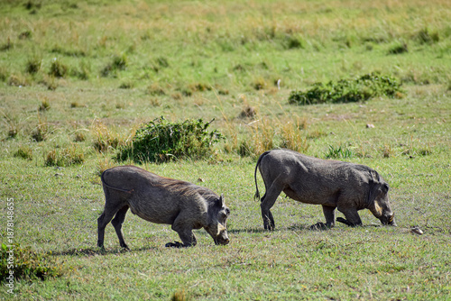 African warthogs grazing in savanna grassland wildlife scene Pumba