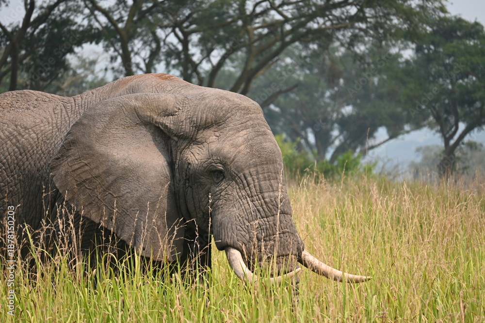 Fototapeta premium elephant