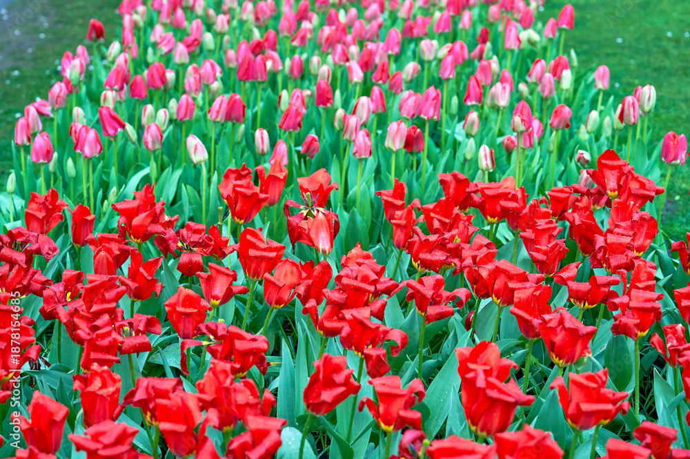 Fototapeta premium Colorful flowers in spring blossom in the park 