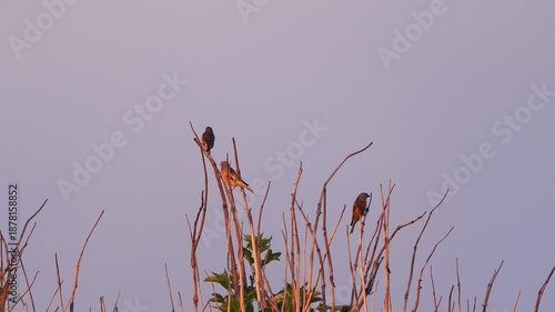 A group of common linnets (Linaria cannabina) sitting in the top of a shrub just before sunset.