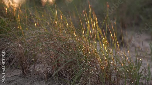 Sunlight shining on waving grass - slow motion.