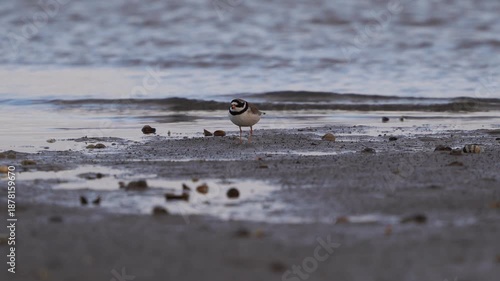 An adult common ringed plover or ringed plover (Charadrius hiaticula) foraging on a mudbank